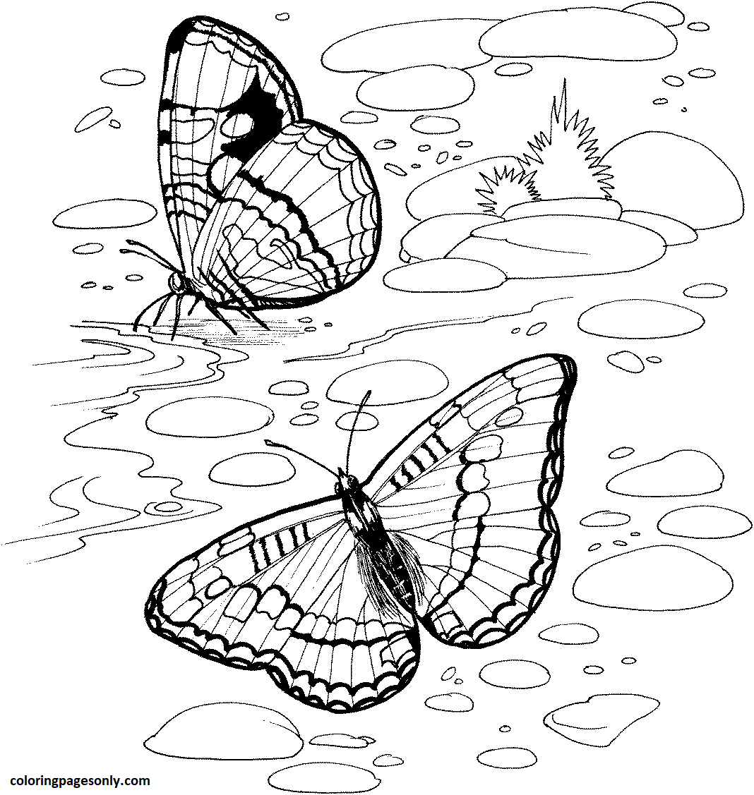 Papillon sur une rivière de Rivers