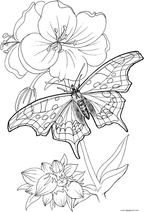 mariposa se para en una planta para colorear página