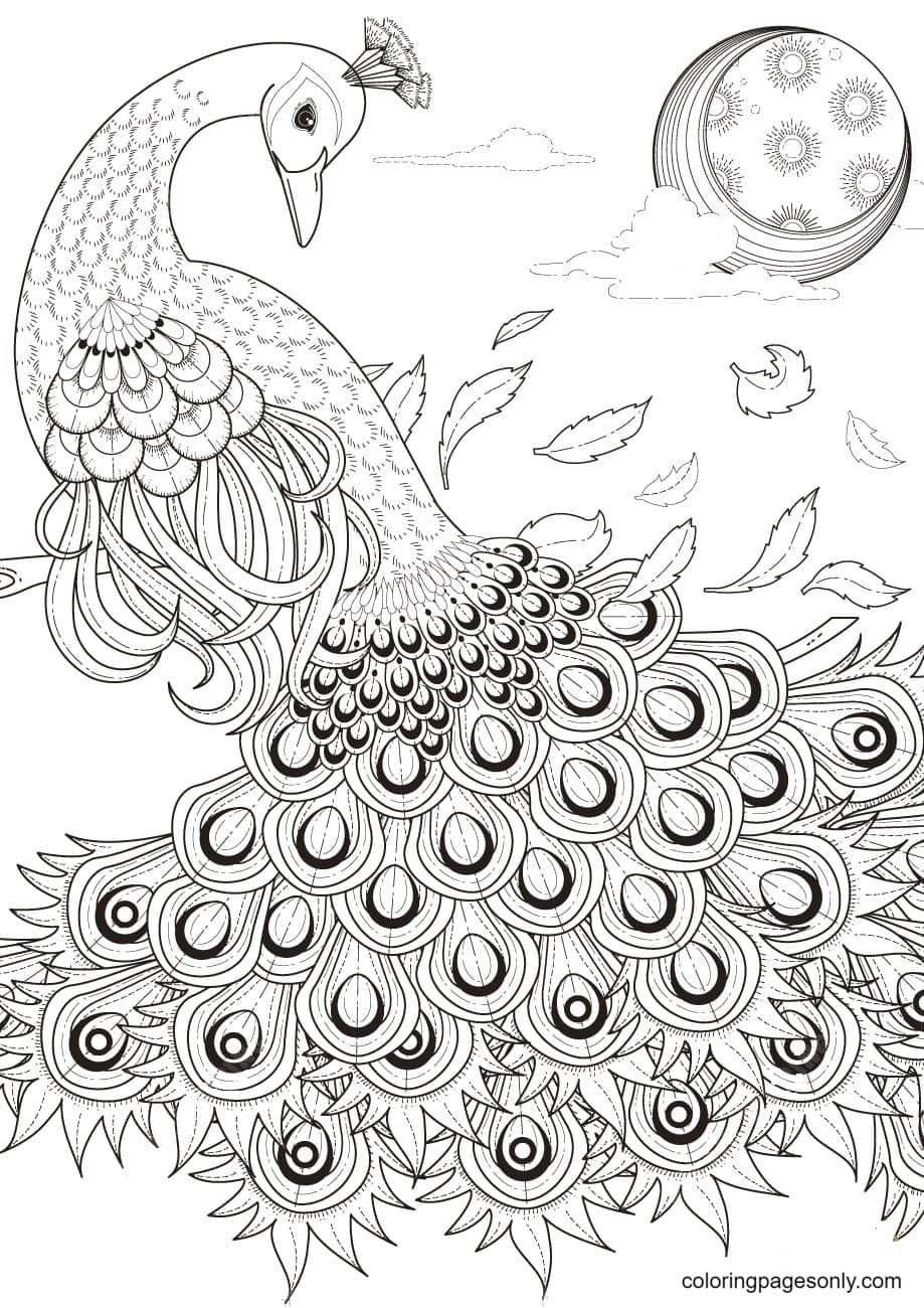 Graceful Peacock Coloring Page
