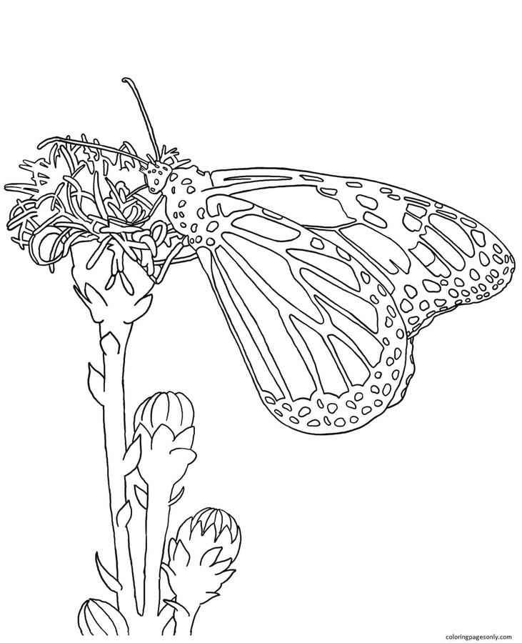 Monarchvlinder van Butterfly