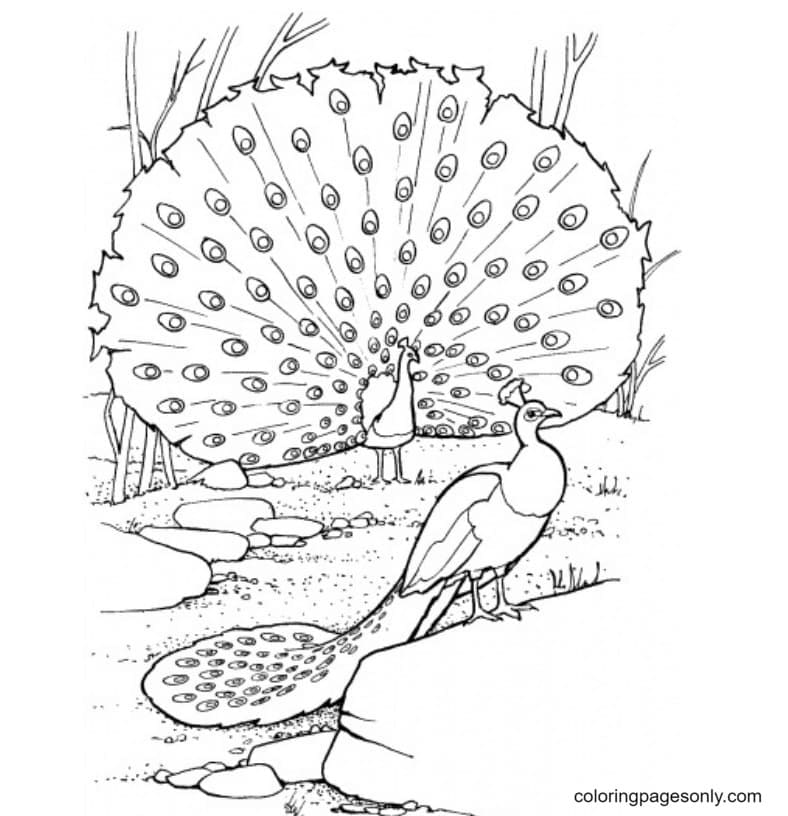 Peacock Feathers Magnificent Coloring Page