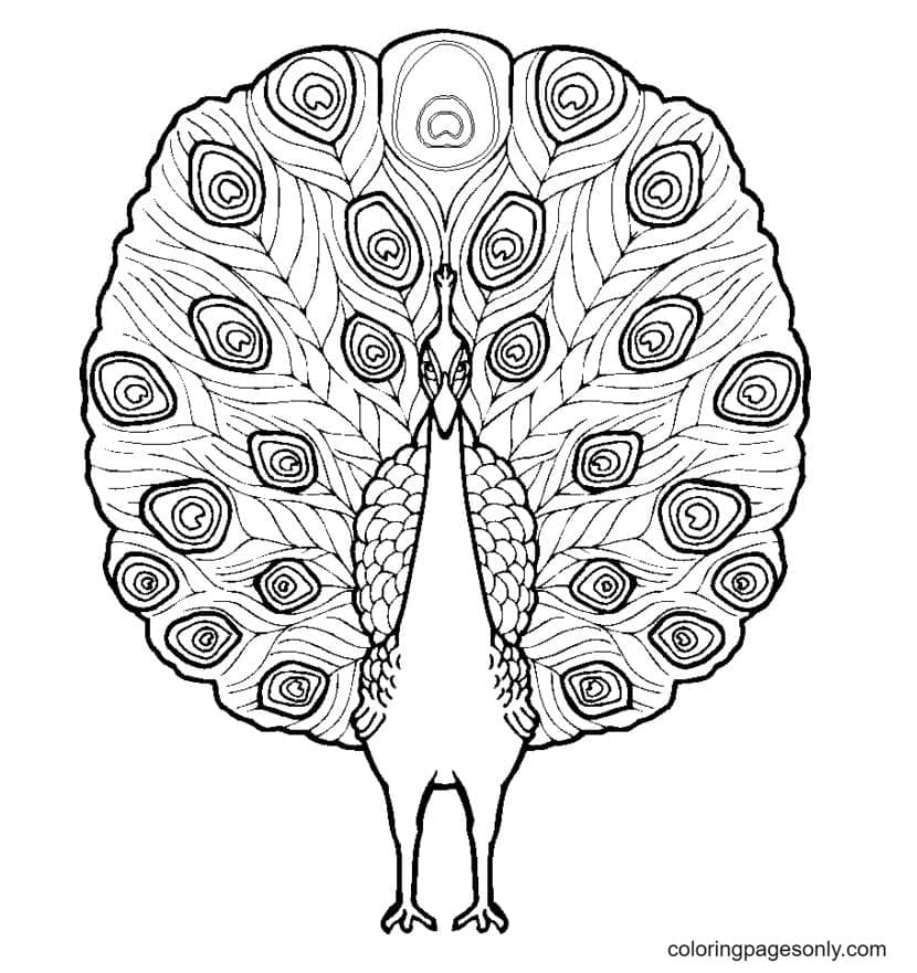 Peacock Picture 2 Coloring Page