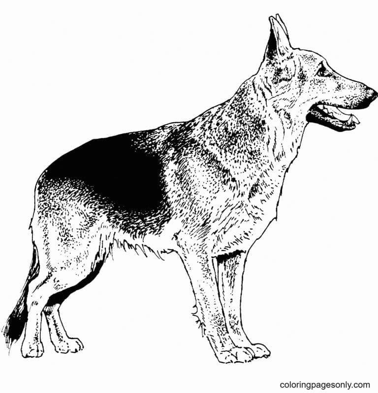 Realistischer Deutscher Schäferhund von German Shepherd