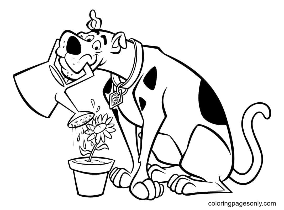 Scooby Doo in watering flowers Coloring Pages