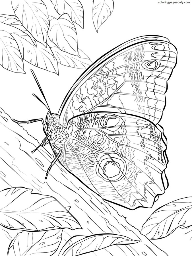 Yellow Edged Giant Owl Butterfly Coloring Page
