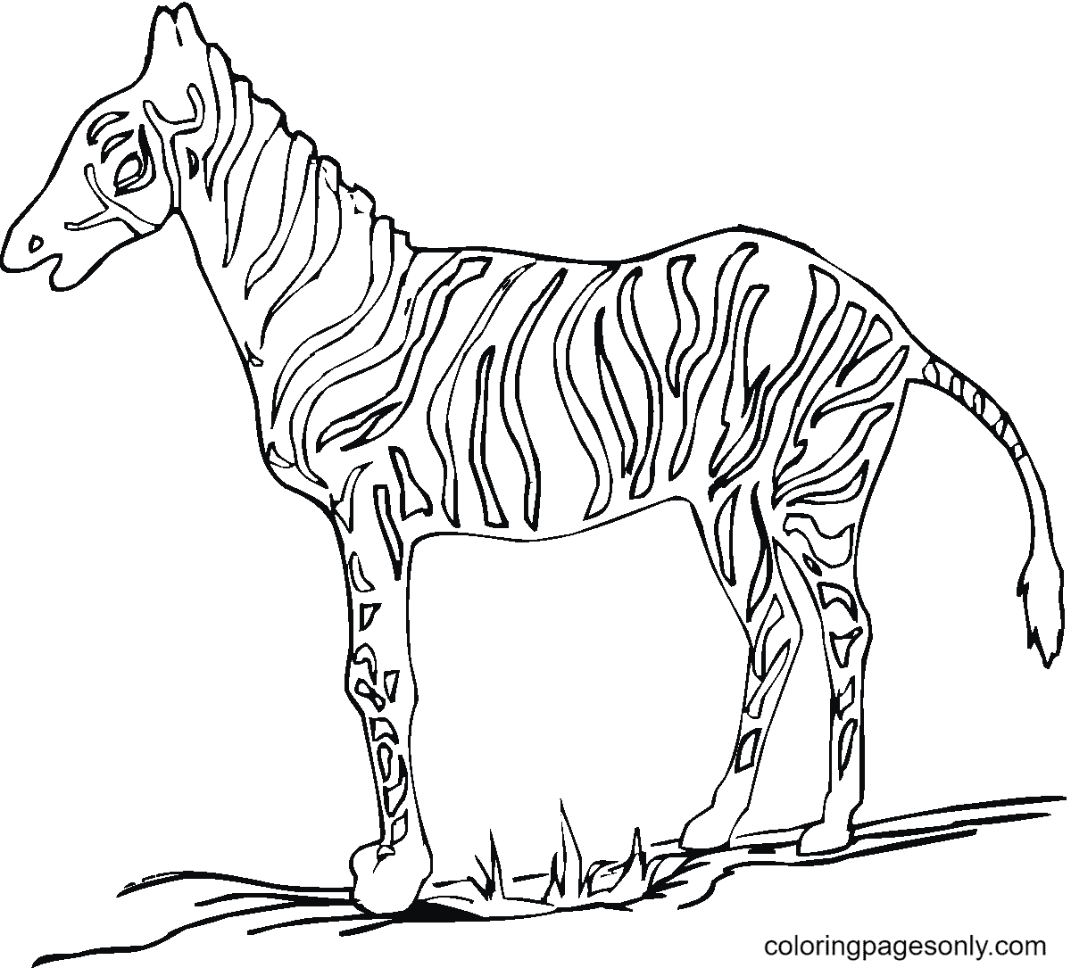 Una cebra sobre la hierba de Zebra