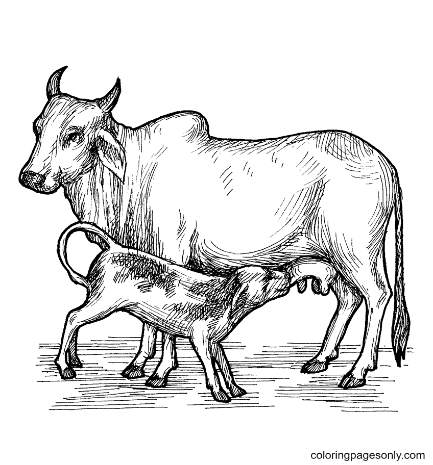 Baby Cow Sucking Mother’s Milk Coloring Page