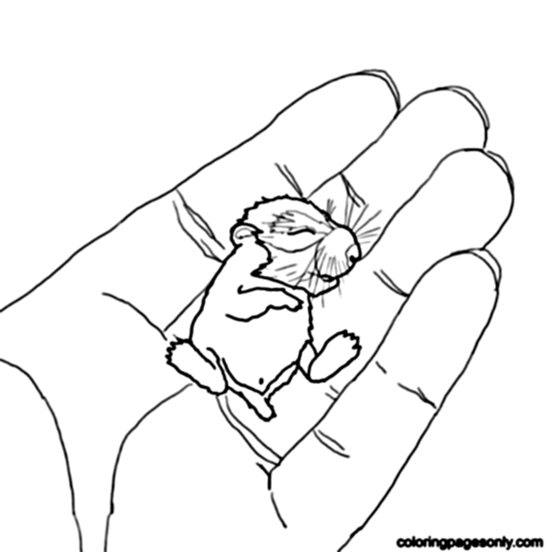 Baby Hamster in the Palm Coloring Page