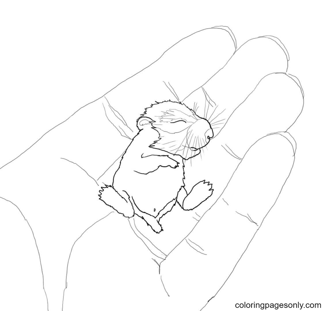 Bebé hámster en la palma de Hamster