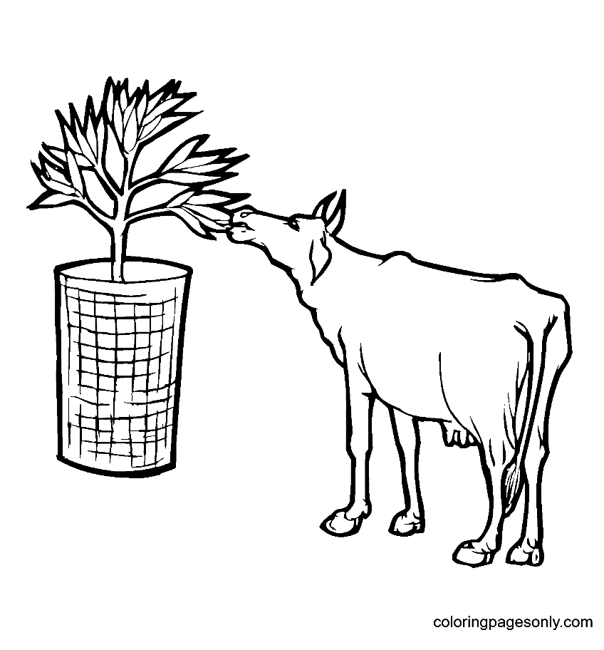 Kuh frisst Blätter von Kuh