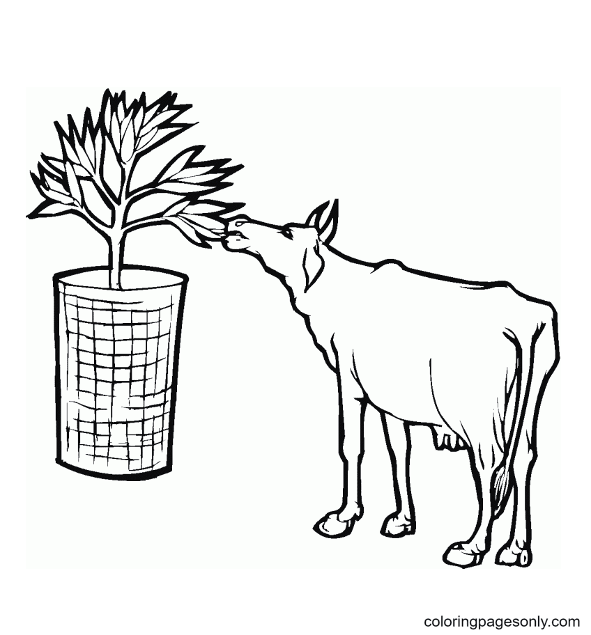 Cow Eat Leaf Coloring Pages