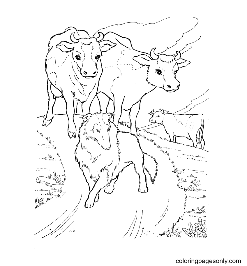 Farm Dog Leading The Cows Coloring Page