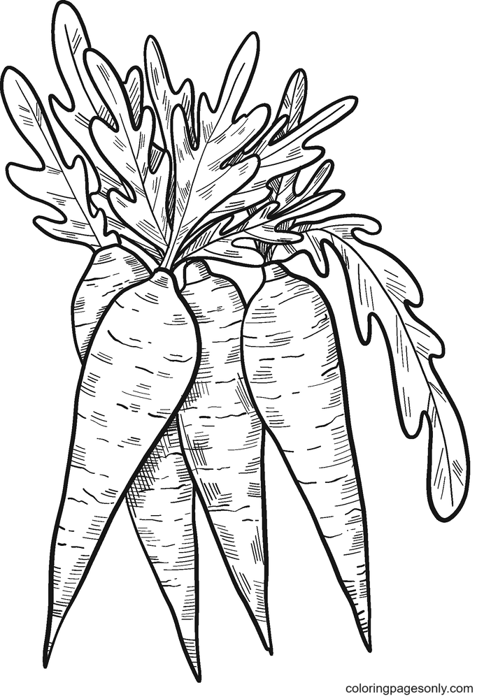 Four Carrots Coloring Page