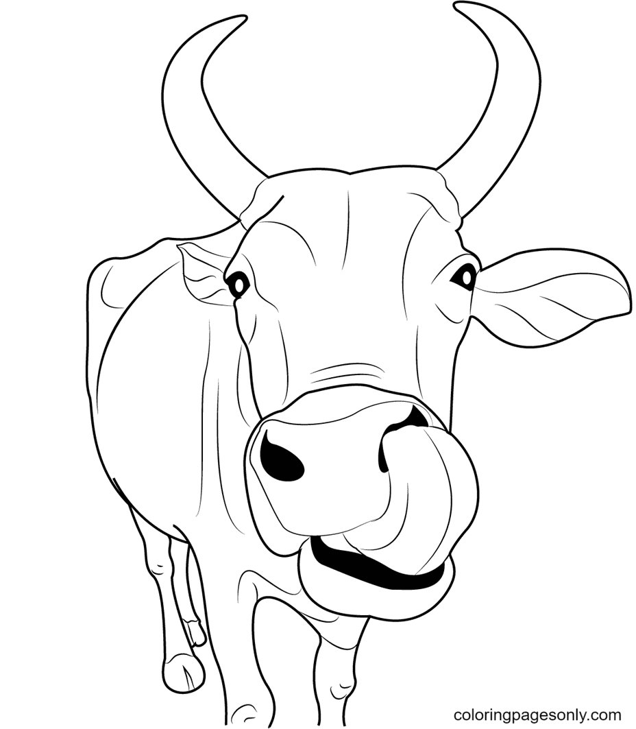 Indian Cow Face Coloring Page