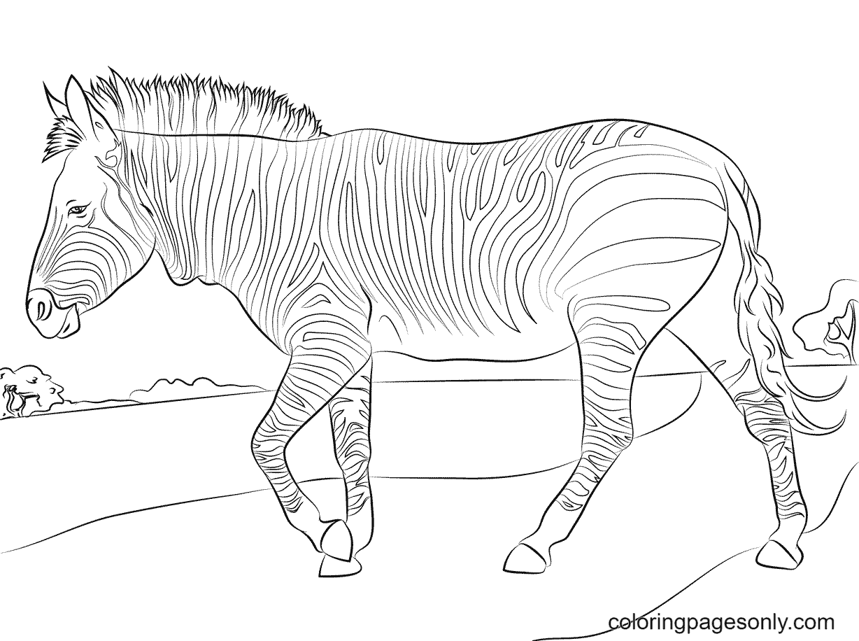 Mountain Zebra Coloring Page