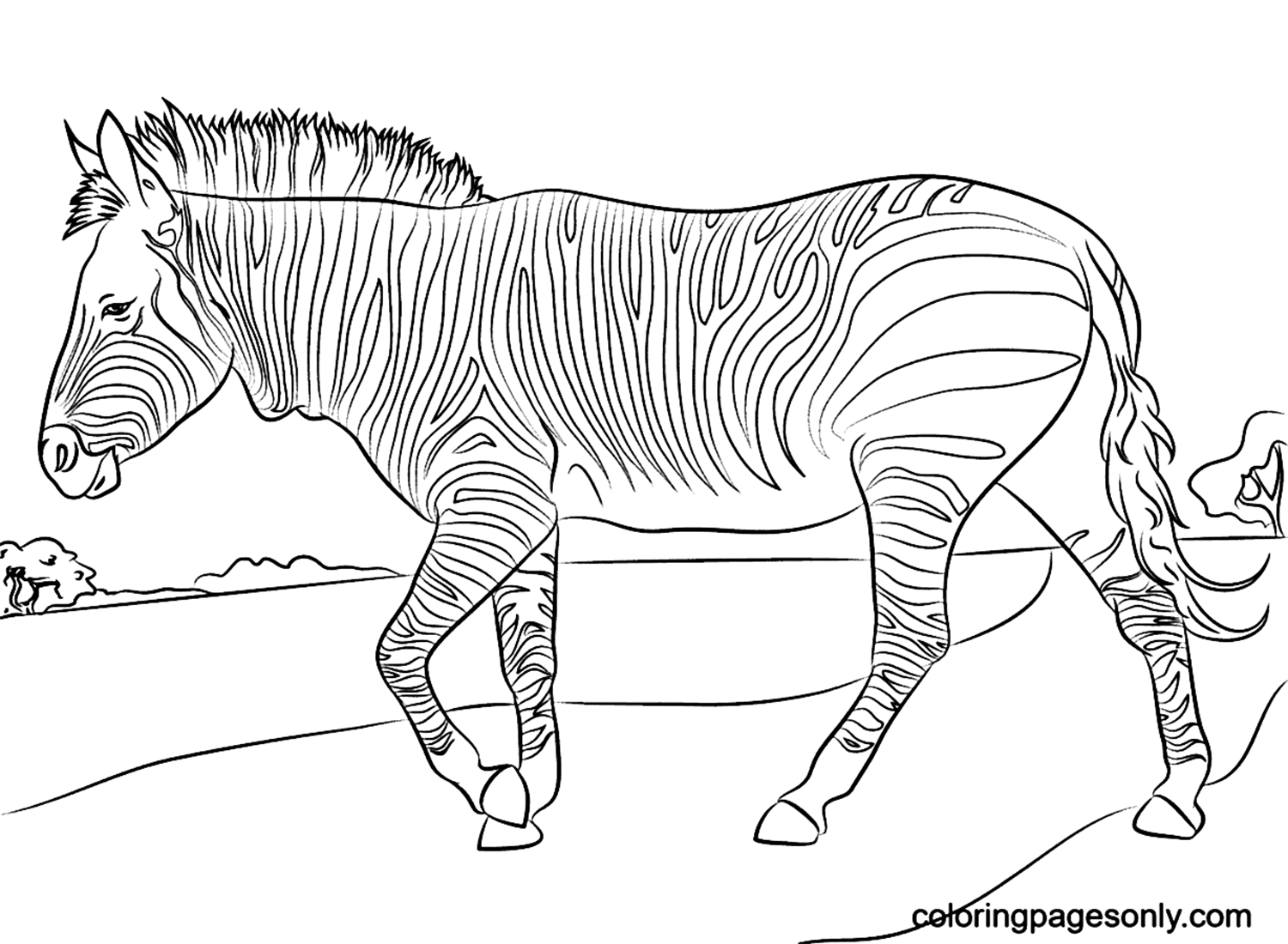 Mountain Zebra Coloring Pages