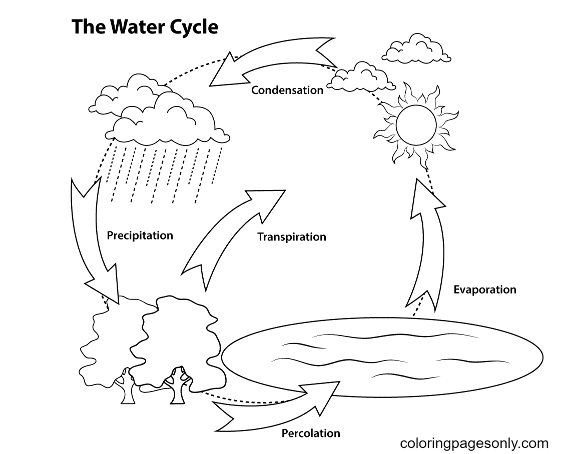 Simple Water Cycle Coloring Page