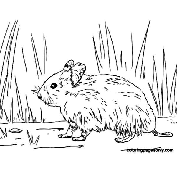Syrian Hamster Coloring Pages