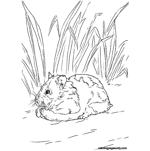 Syrian Hamster eating nut Coloring Pages