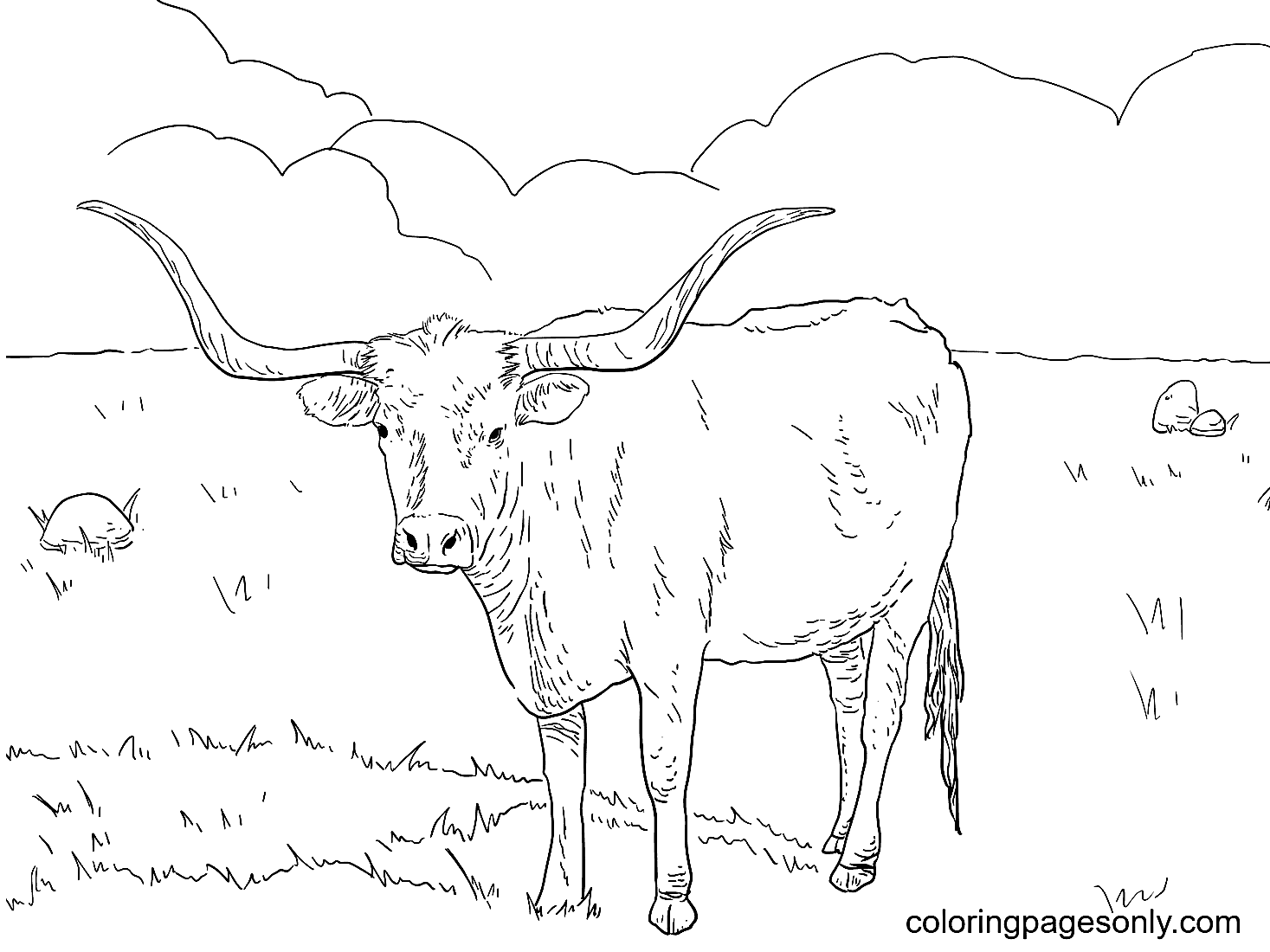 Texas Longhorn Cow Coloring Pages