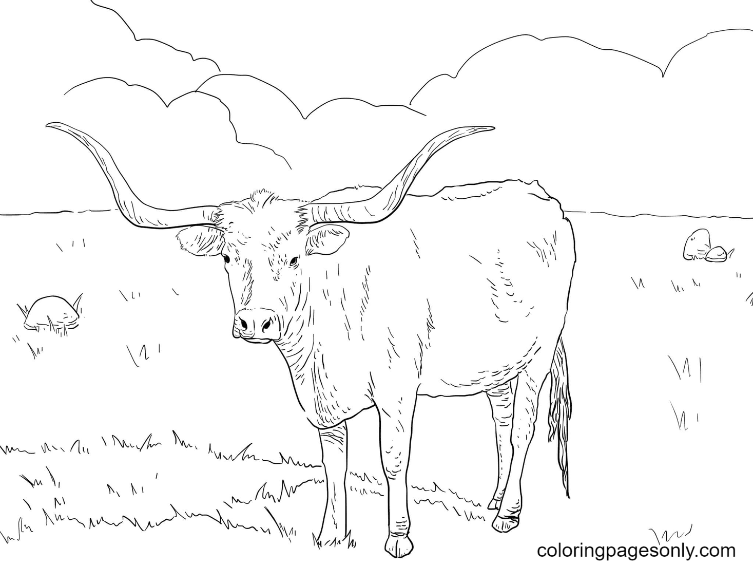 Texas Longhorn Cow Coloring Page