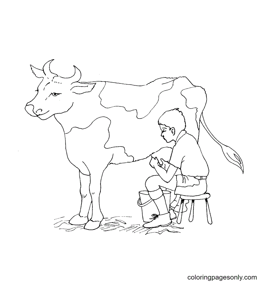 The Boy is Milking A Cow Coloring Pages