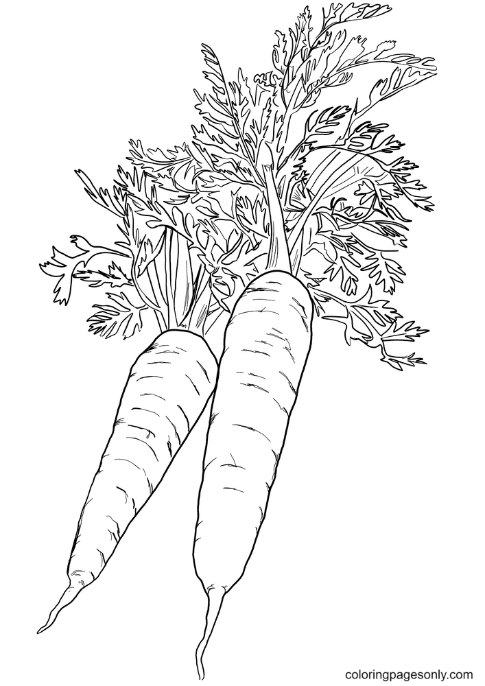 Deux carottes de carotte