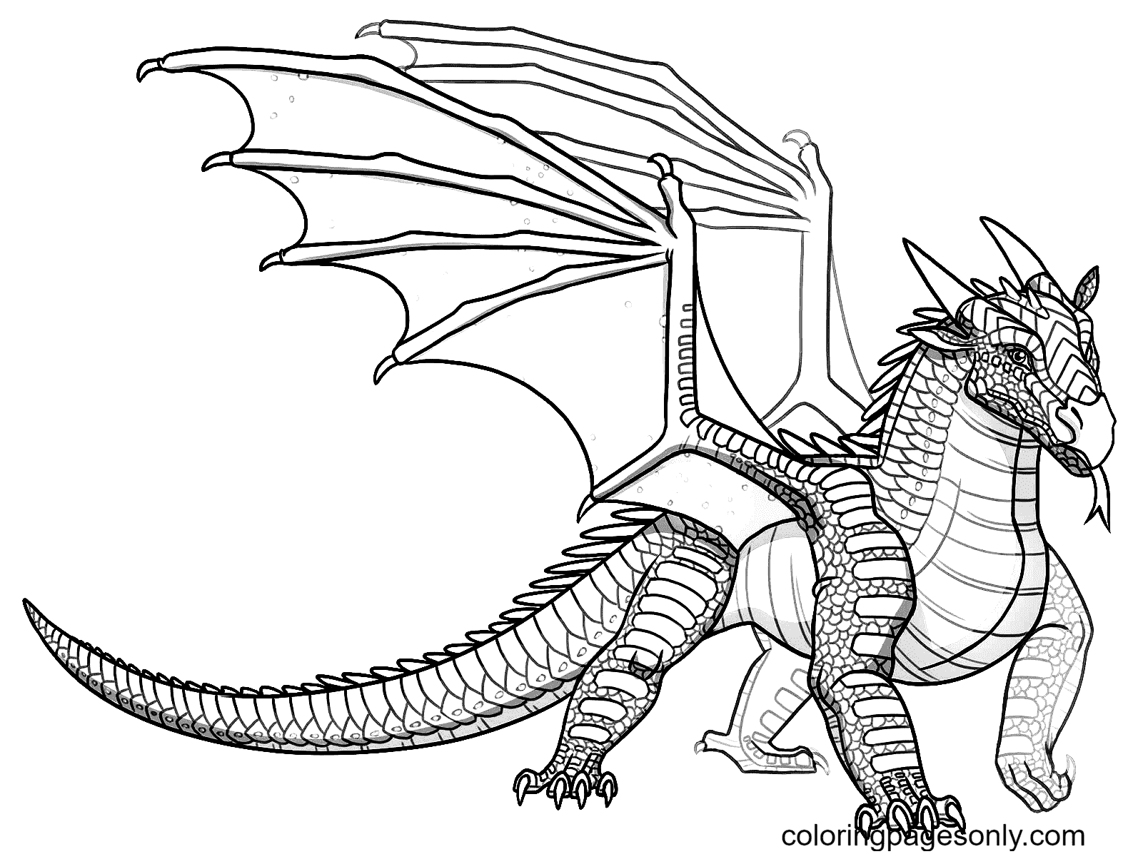 Baby Nightwing Dragon Coloring Page