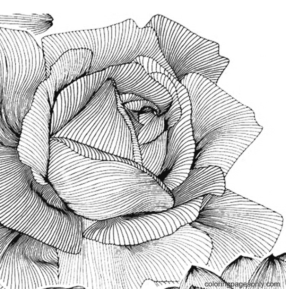 Beautiful Nature of Rose Coloring Page