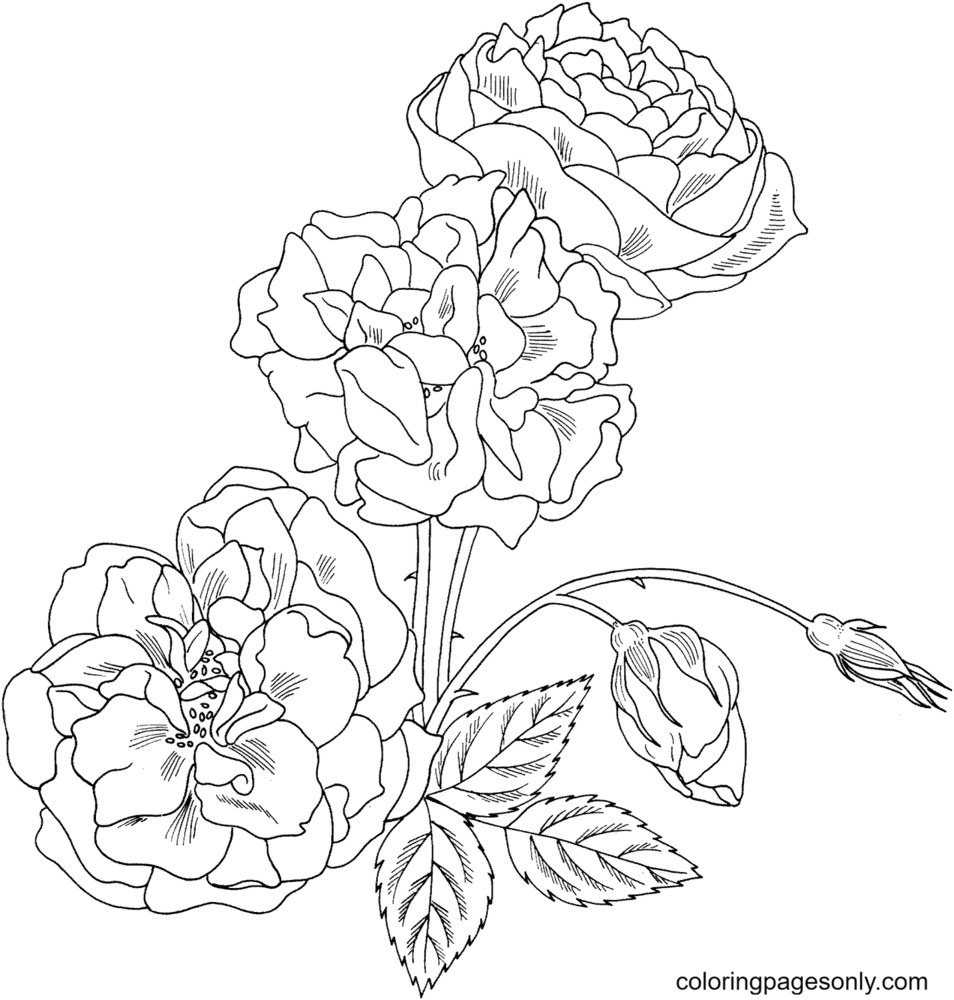 Duchess of Brabant Rose Bush Coloring Page