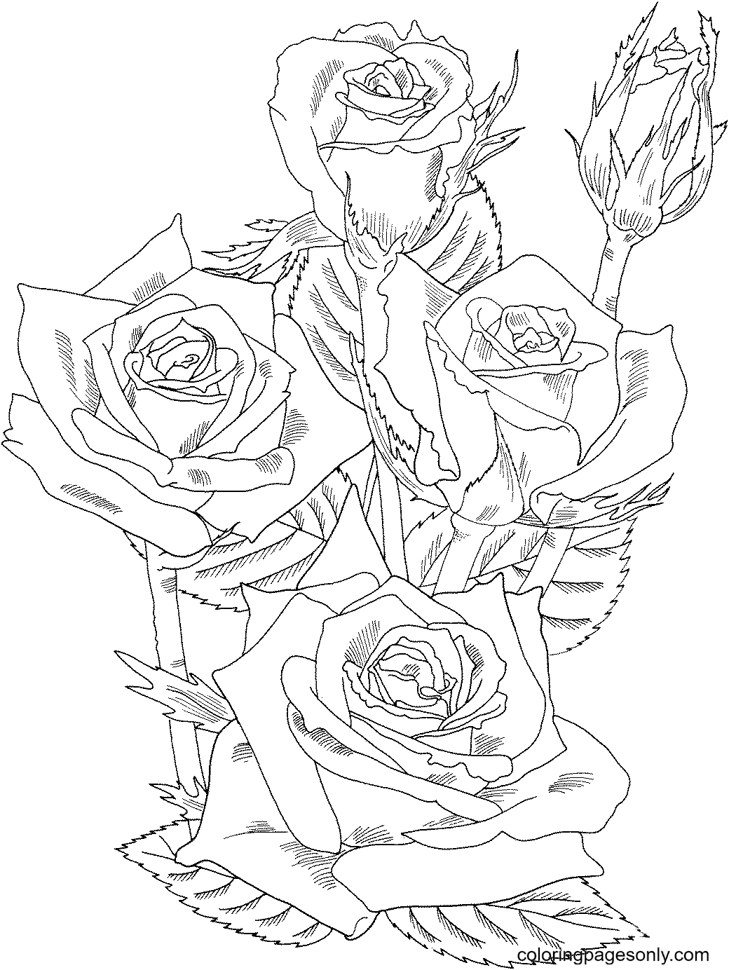 Grandiflora Prominent Bush Roses Coloring Page