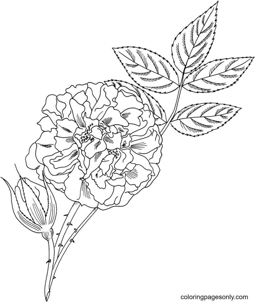 Кустовая роза раскраска