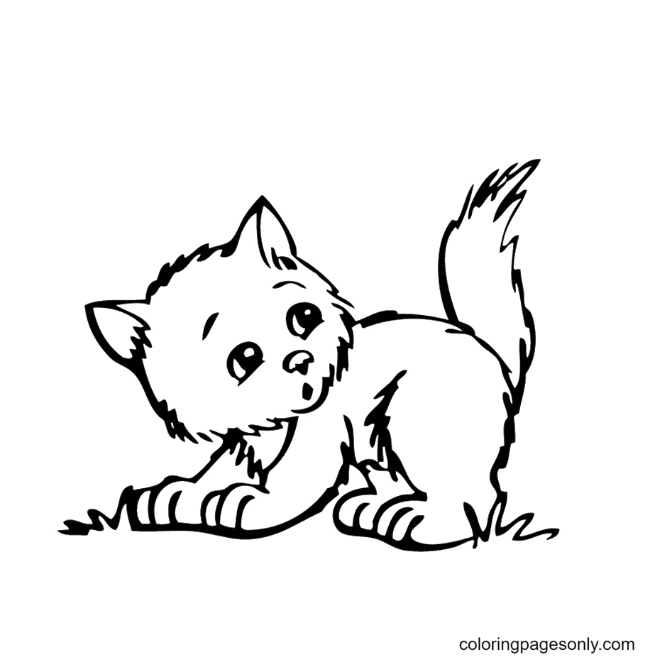 Kitten Banjo curious and rebellious Coloring Pages