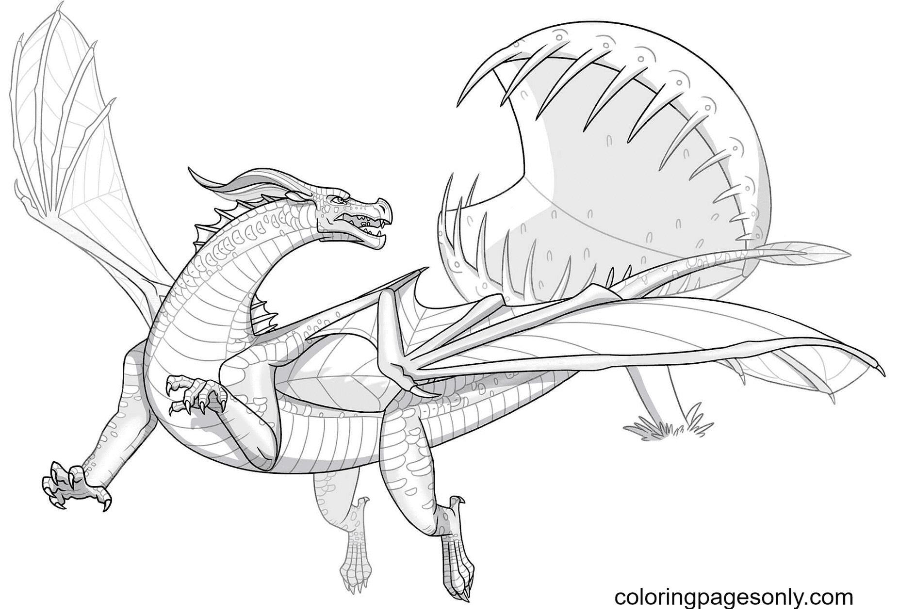 Coloriage B b Dragon Ailes De Soie Coloriages Gratuits Imprimer