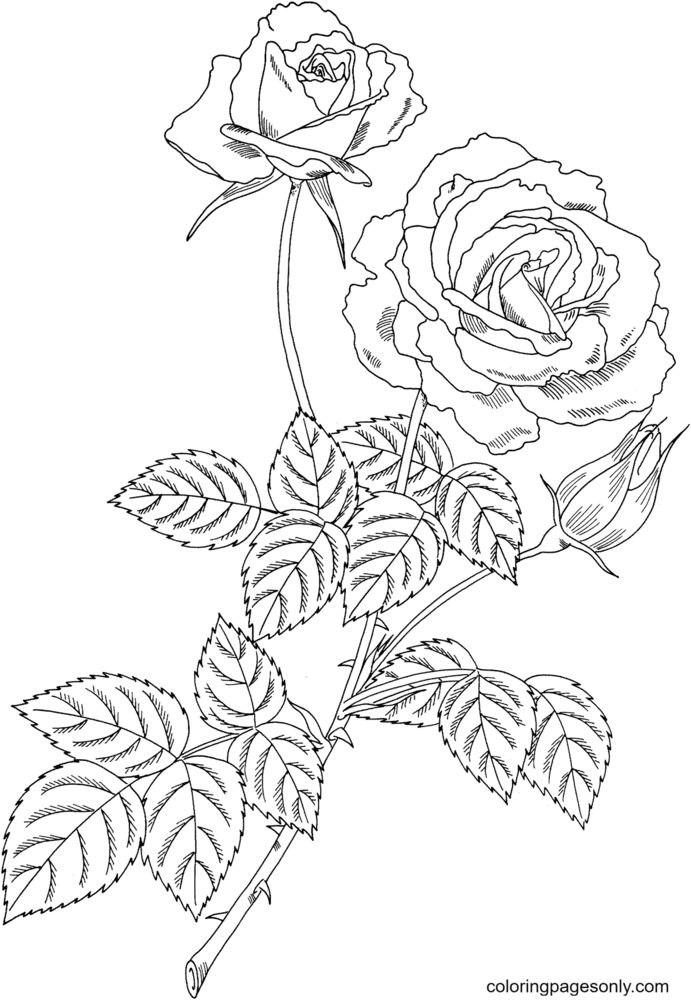 Magic Hybrid Tea Bush Rose Coloring Page