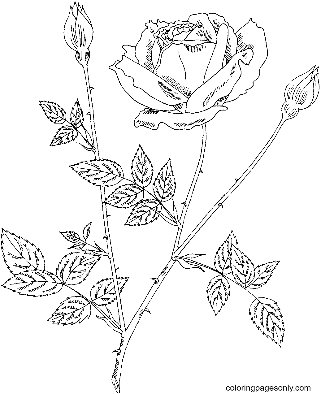 Mister Lincoln Hybrid Tea Bush Rose Coloring Page