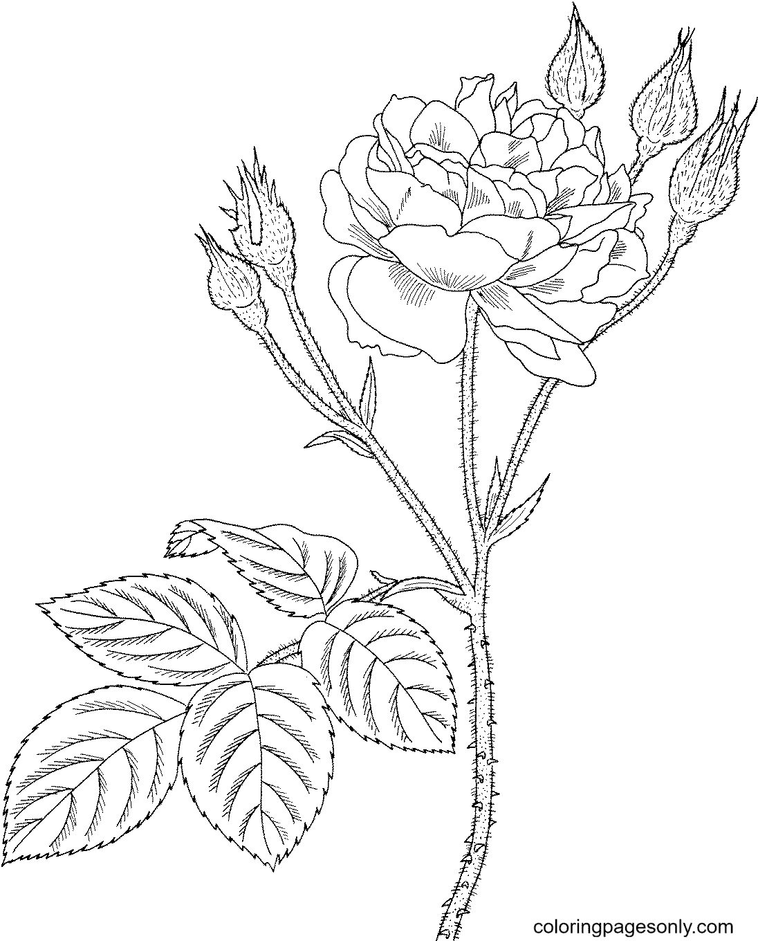 Old Pink Moss Rose Coloring Page