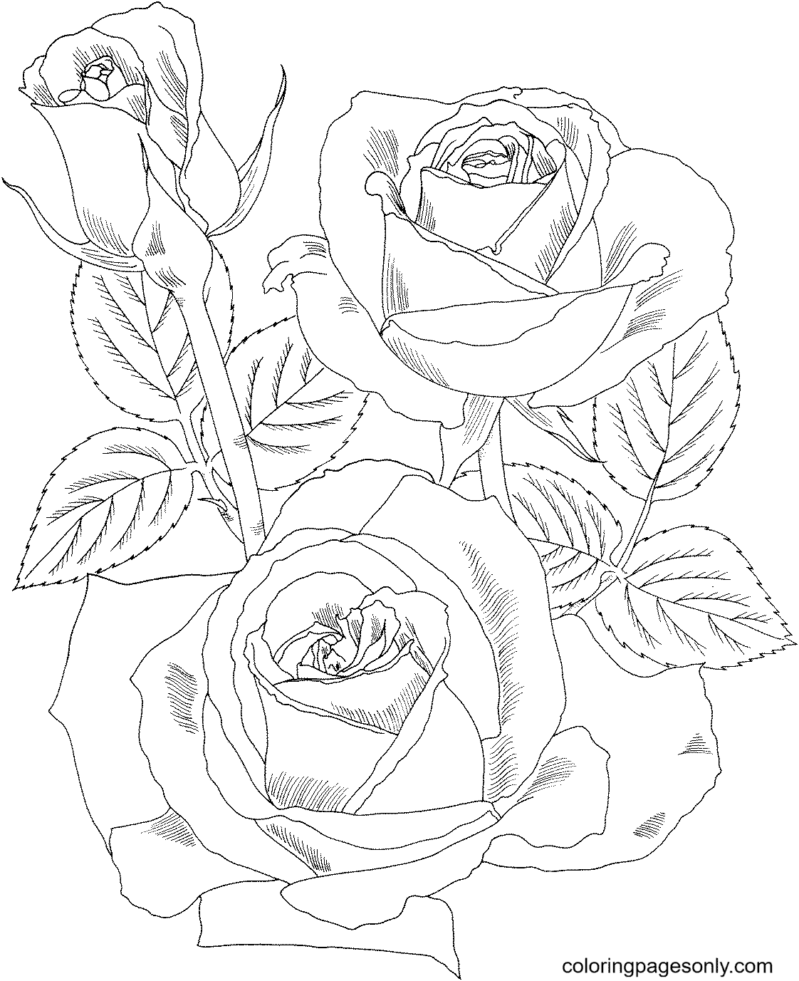 Peace-Hybriden-Teerose von Rose