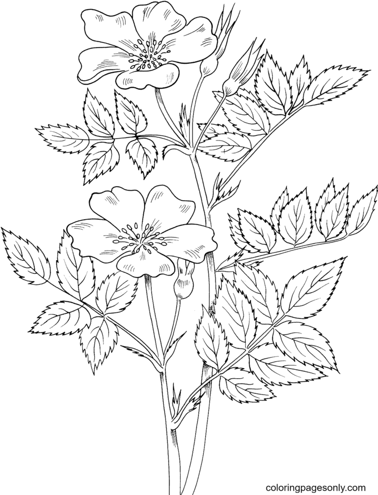Prairie Rose Coloring Page