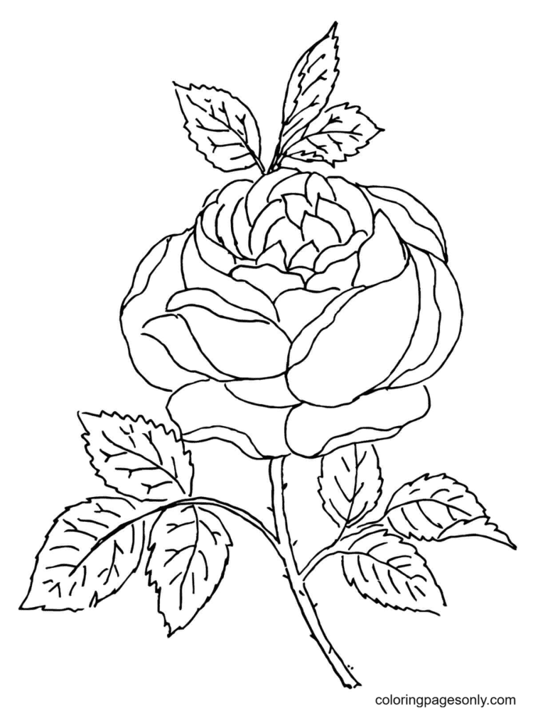Rose Blossom from Rose