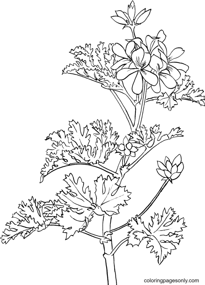 Rose Geranium Coloring Page