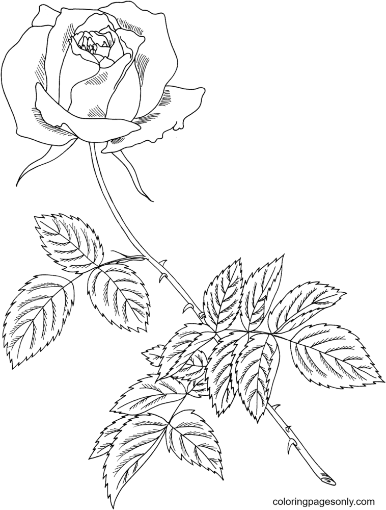 Royal Highness Rose Coloring Page