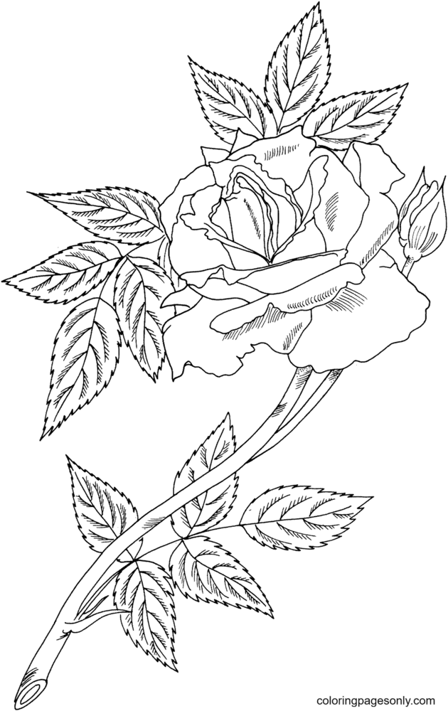 Royal Sunset Climbing Rose Coloring Pages
