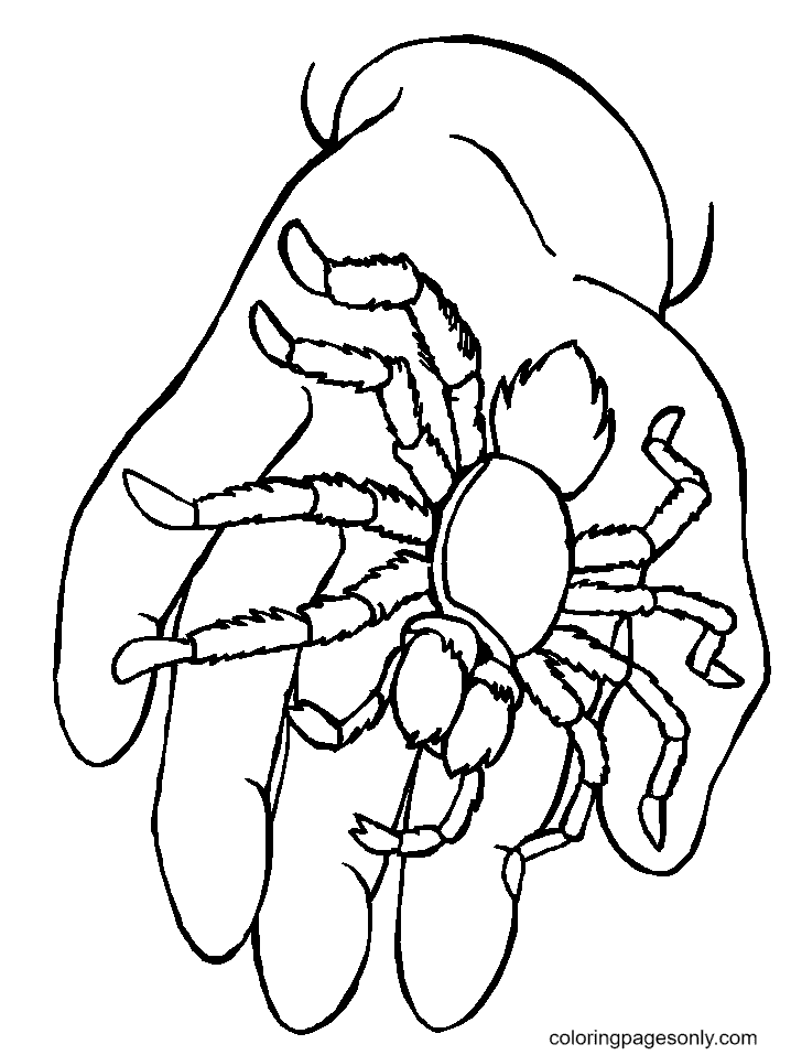 Spider on Hand Coloring Page
