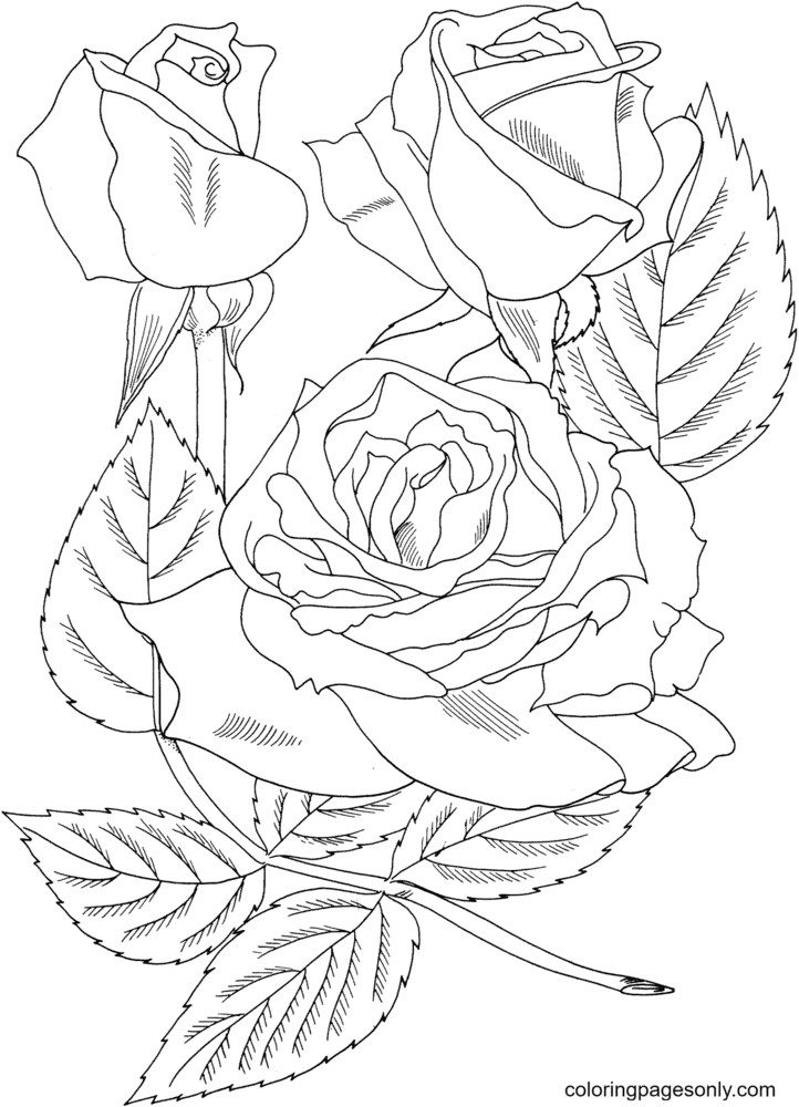 日落玫瑰大花玫瑰 (Rosa Grandiflora)