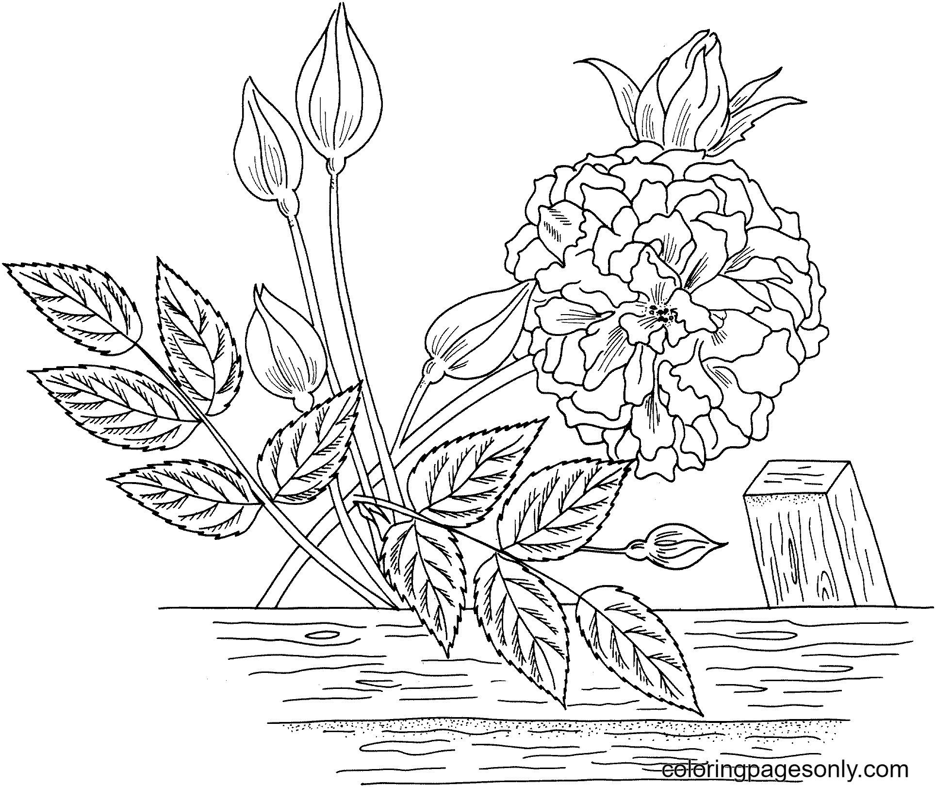 Tea Noisette Roses Coloring Page