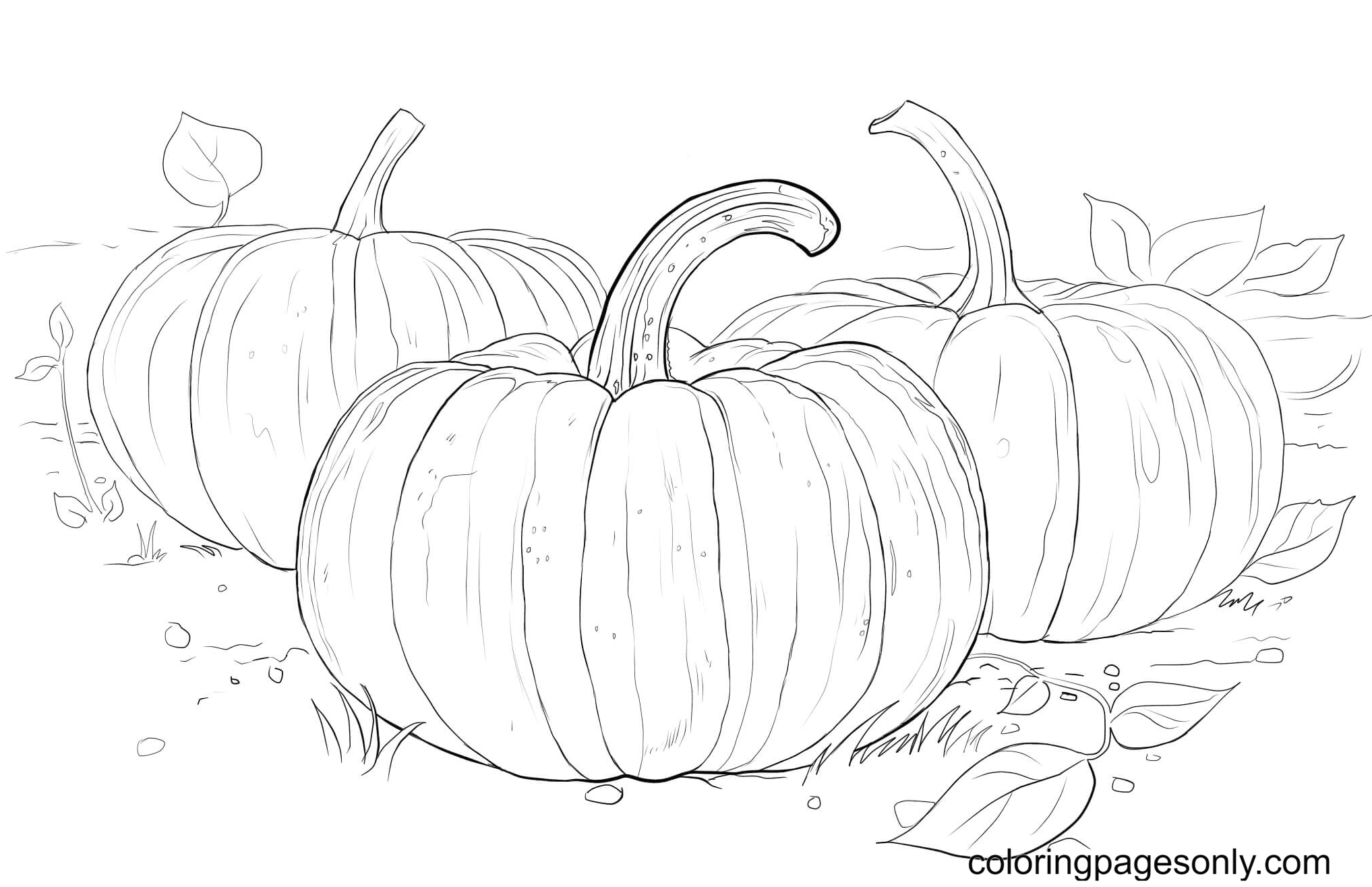 Three Pumpkins Coloring Pages