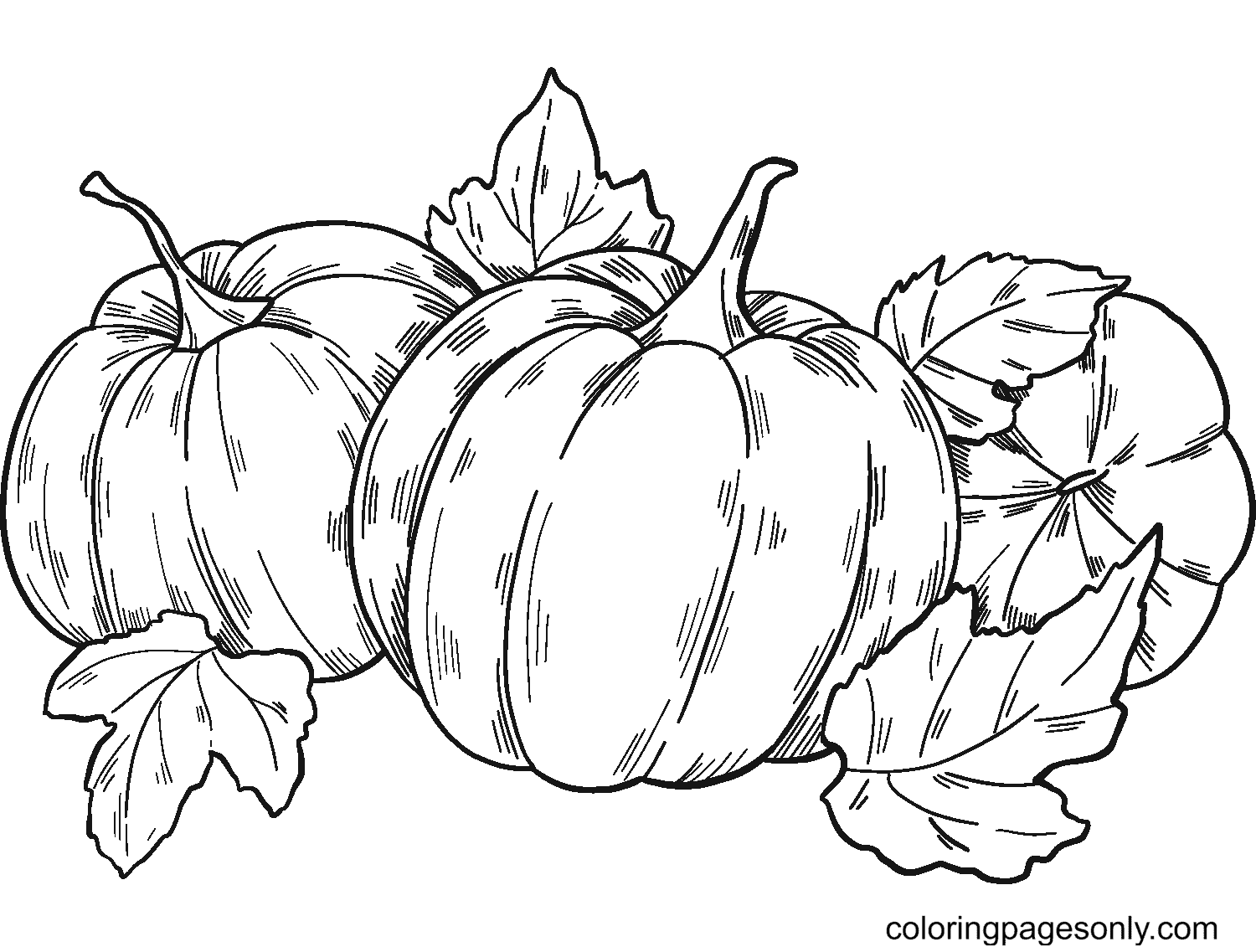 Three Pumpkins Patch Coloring Pages