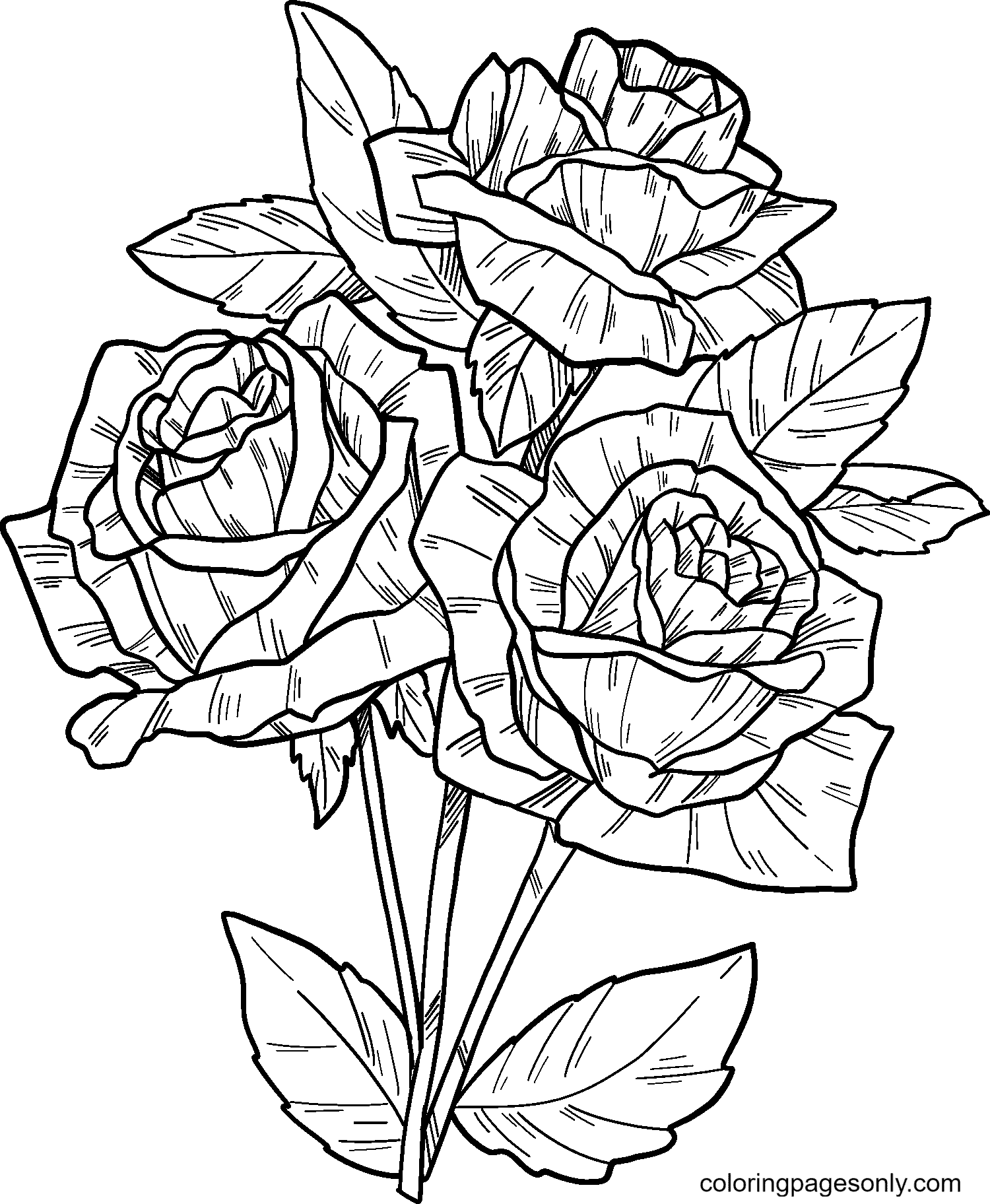 Three Roses in Full Bloom Coloring Page