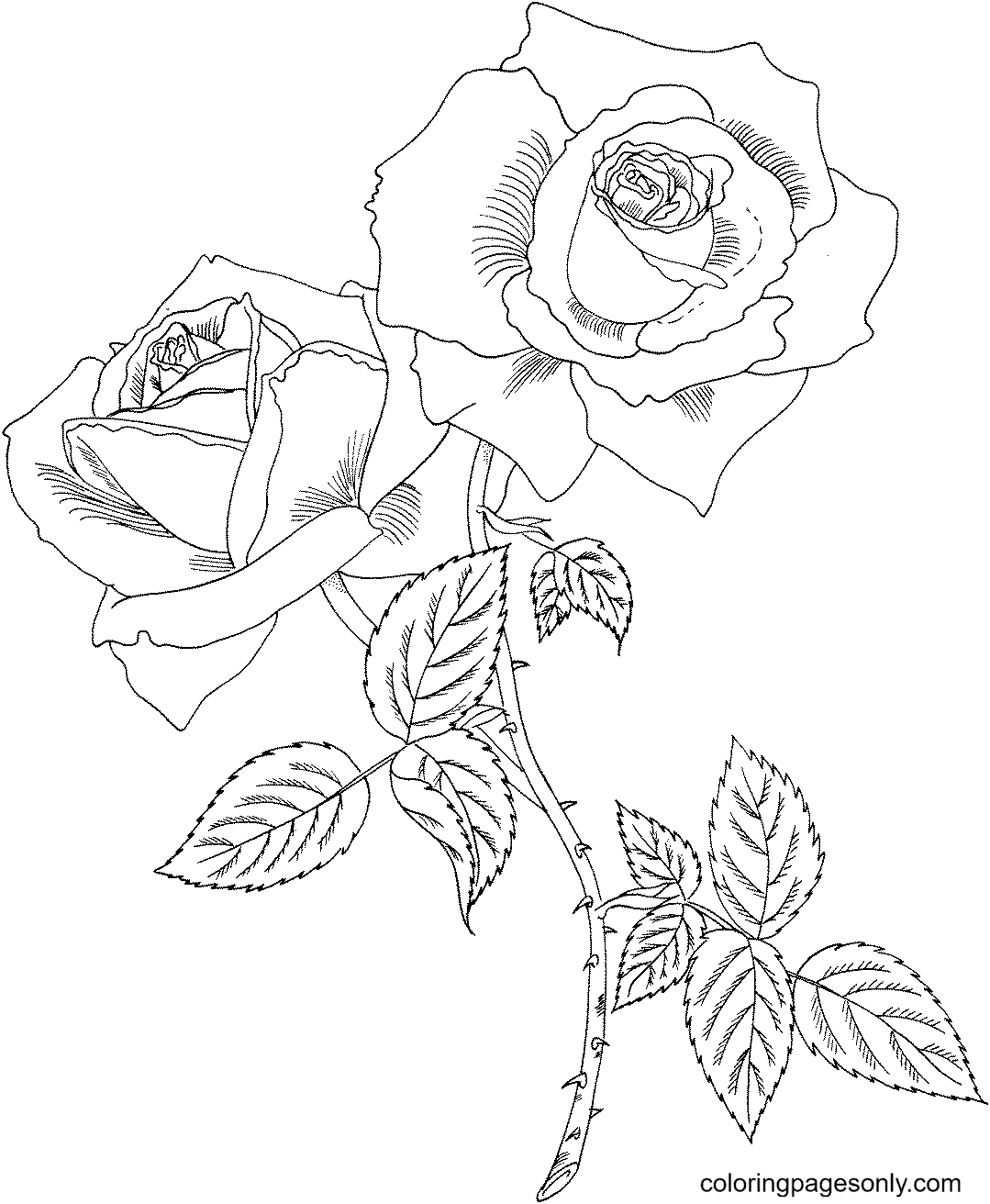 Раскраски розы красивые